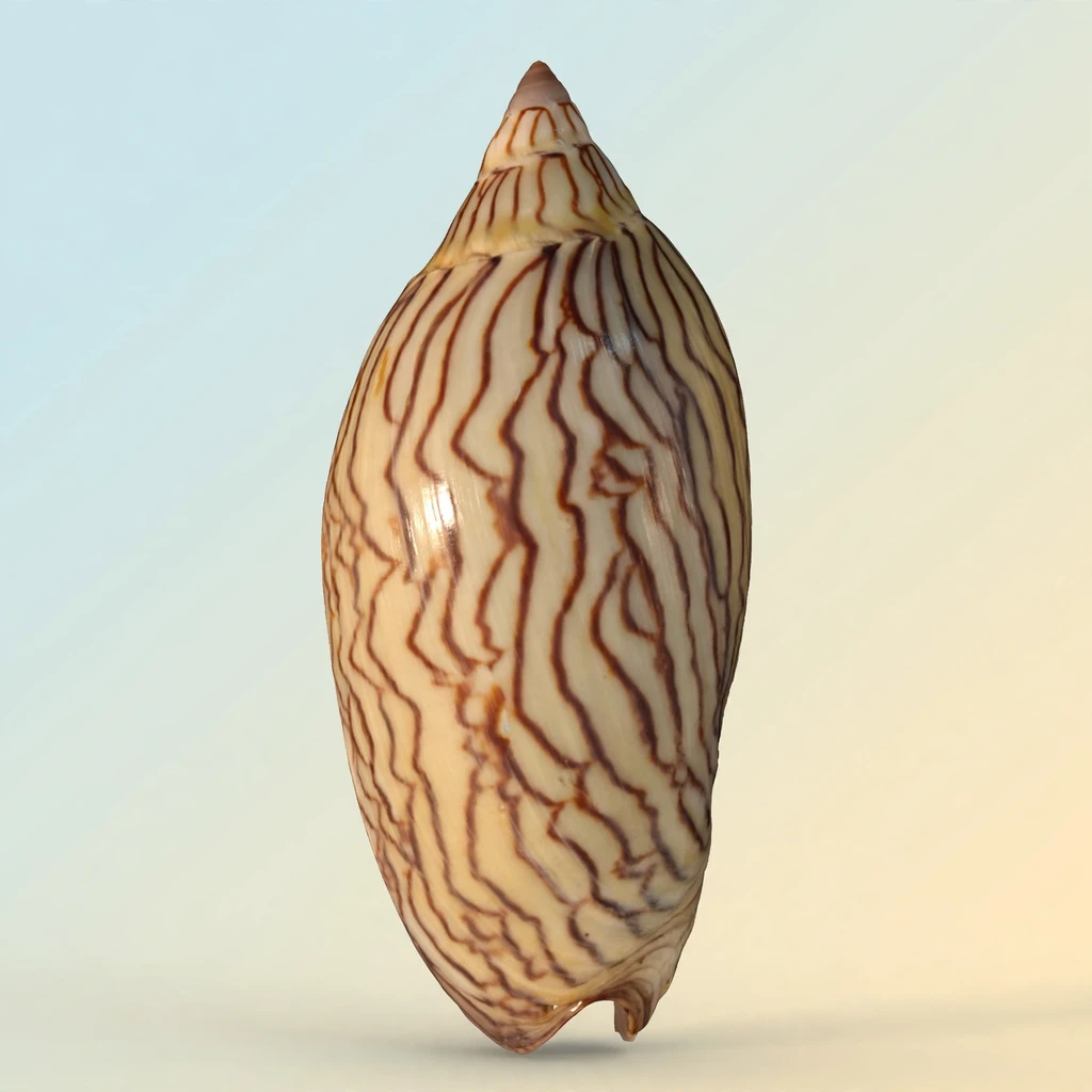 Volutidae